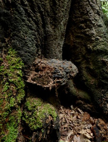 A senescent bracket at the base of a dead beech near Windsor, Surrey 